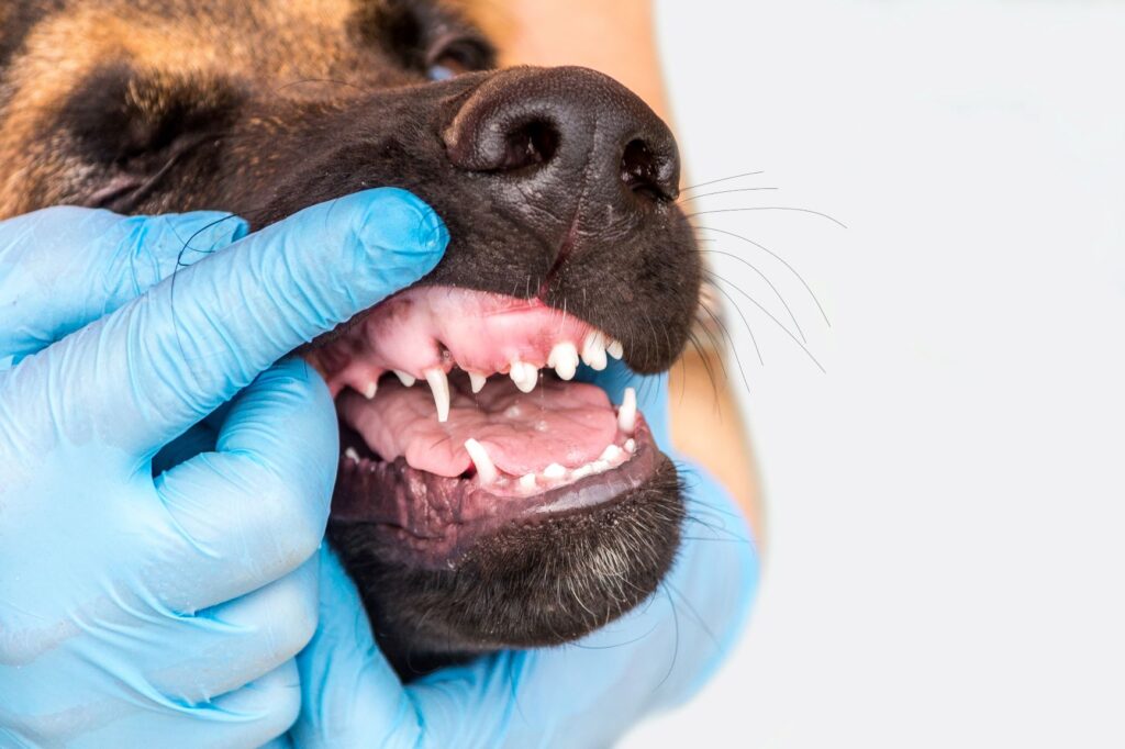 German shepherd's milk teeth