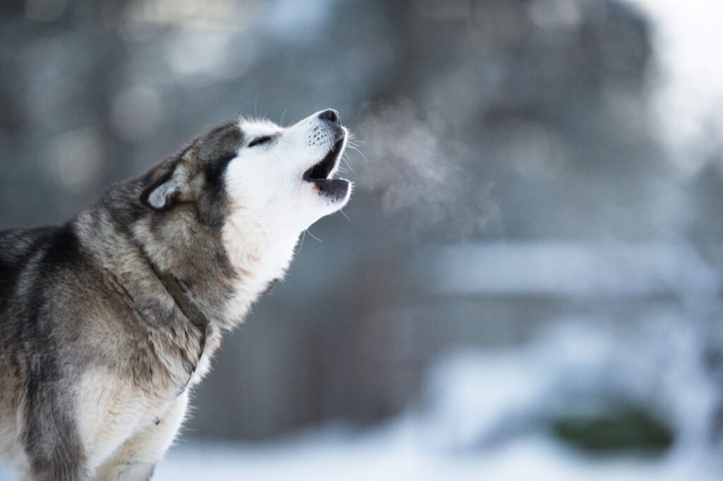 Howling Alaskan Malamut