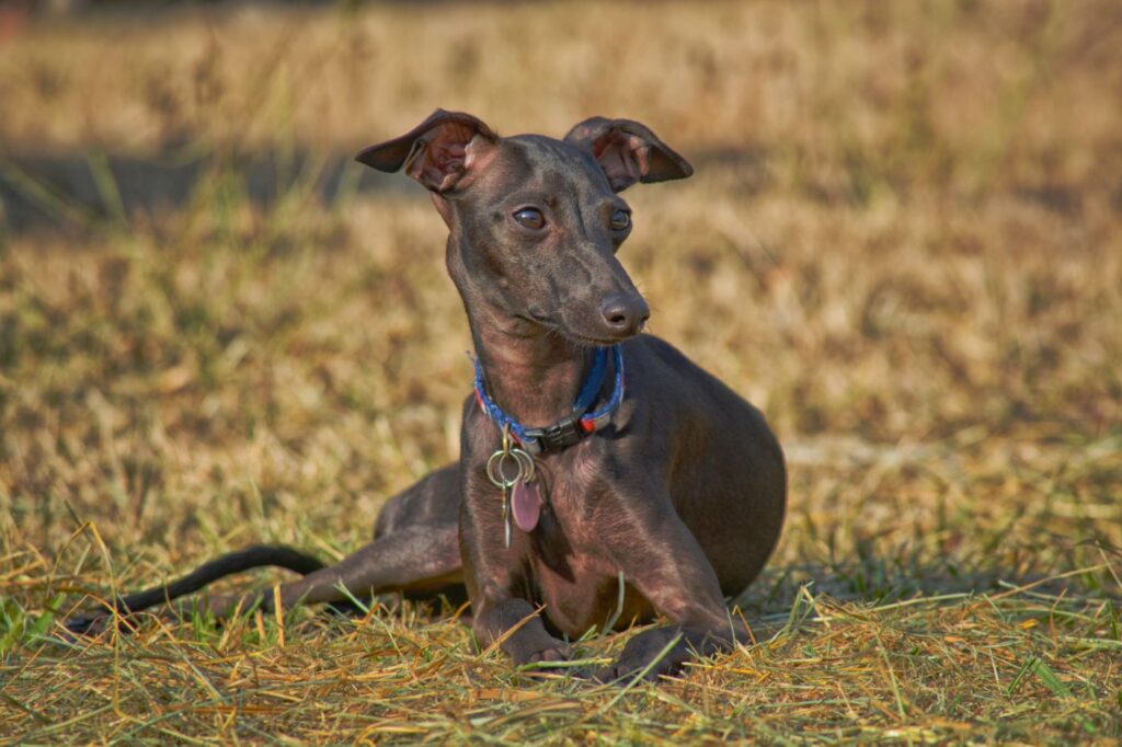 Italian Sighthound lying on dried grass