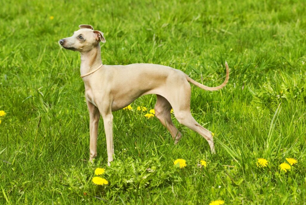 Italian Sighthound on a grass field