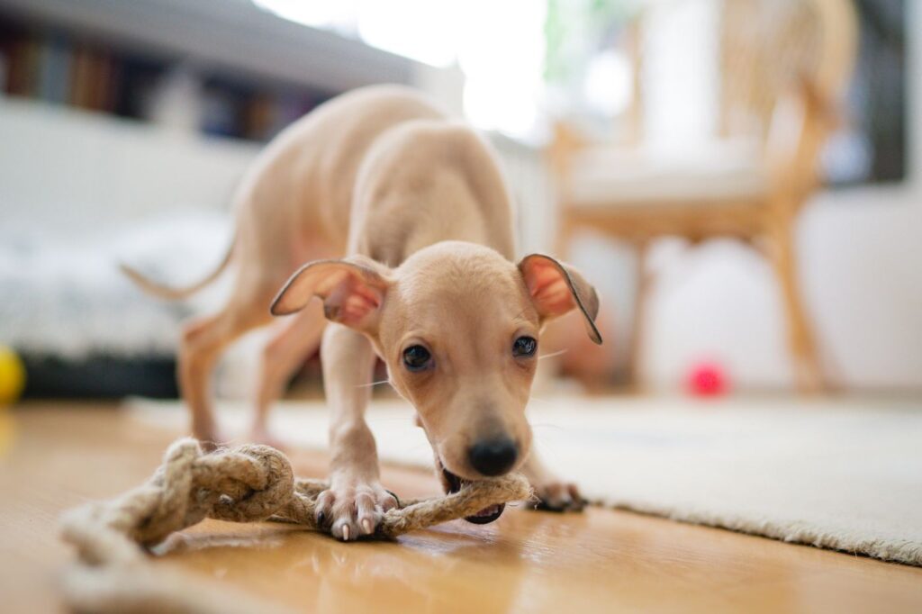 Italian Sighthound playing with a toy