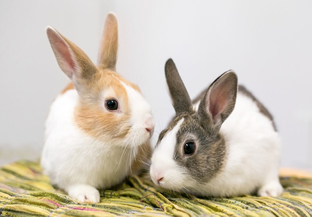 Pair of domestic dutch rabbits