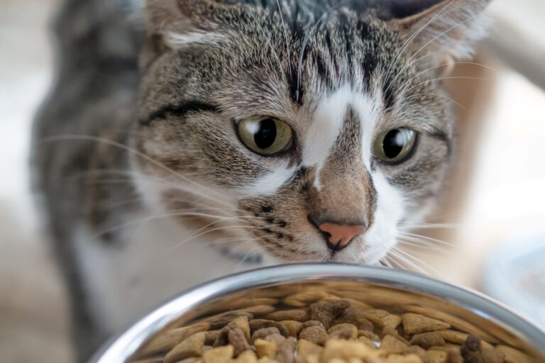 Cat with a bowl of food