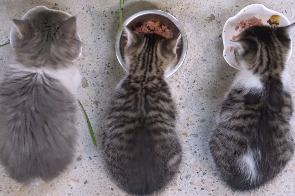 Kittens eating food