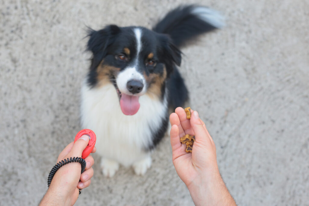 Australian shepherd with clicker and treats