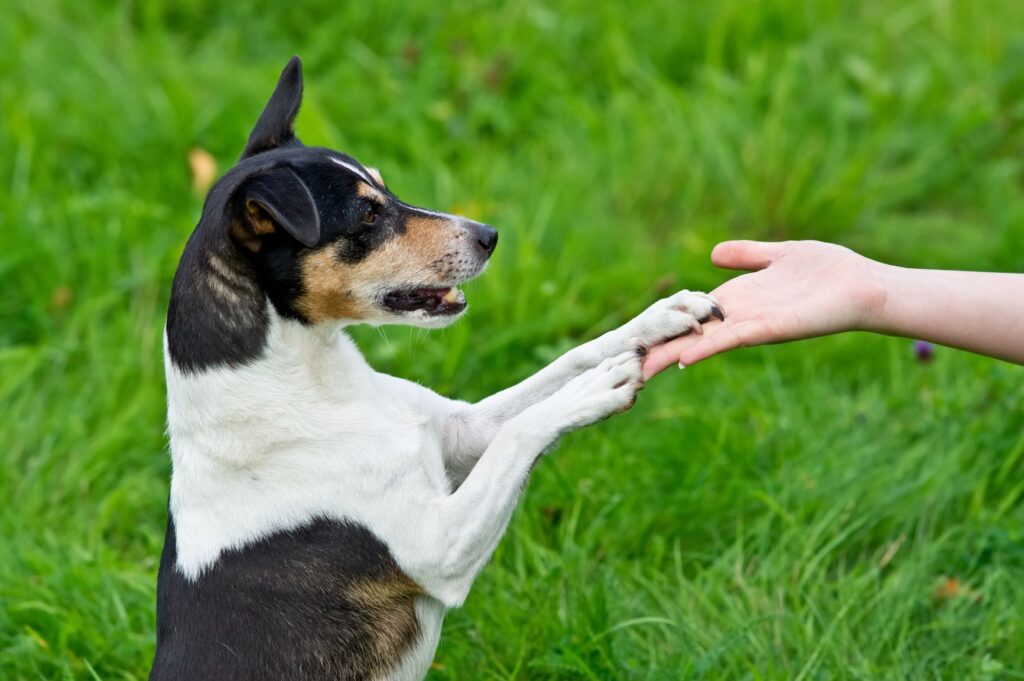 dog training on the grass