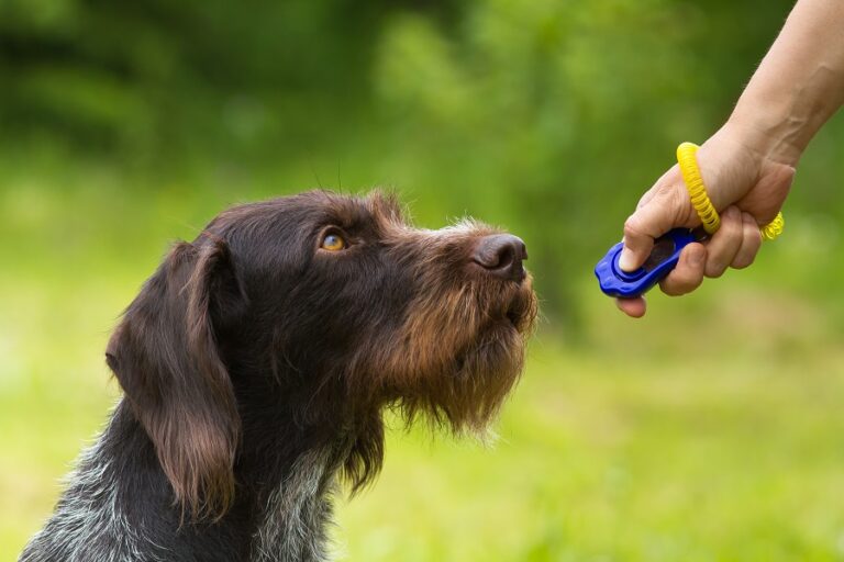 training a hunting dog with a clicker