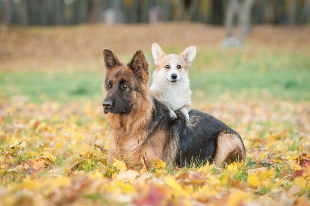 Pembroke Welsh Corgi puppy with German Shepherd