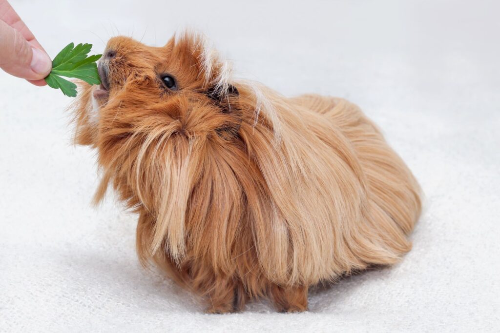peruvian guinea pig eating parsley