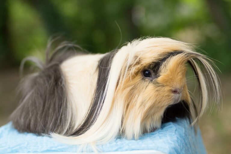 peruvian guinea pig with swirly hair