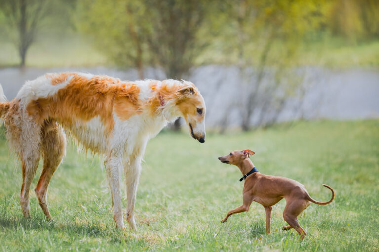 Russian borzoi dog with Italian Greyhound outdoor portrait