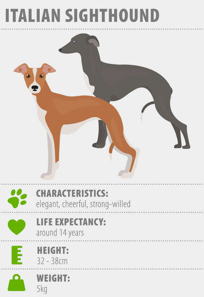 Sighthounds breeds sales