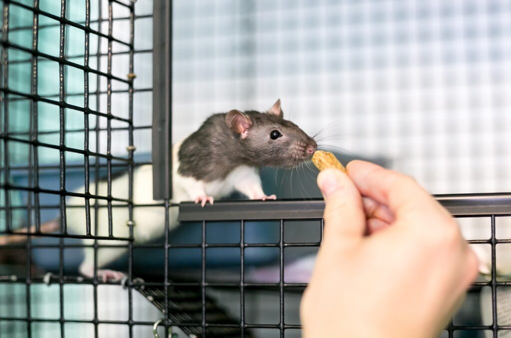 A person feeding a treat to a domestic pet rat in its cage