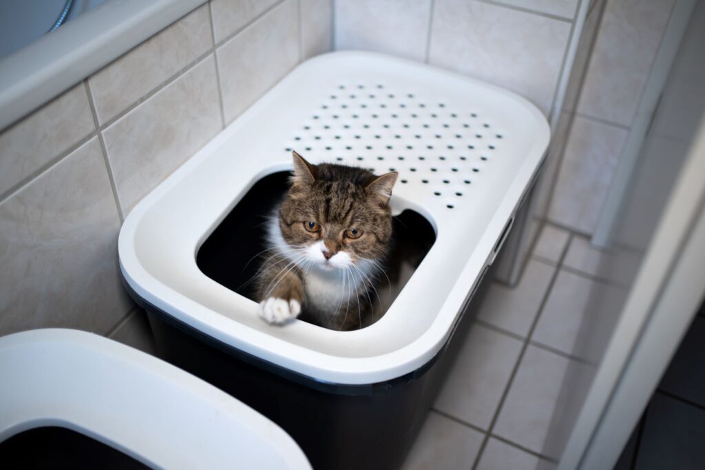 cat in a litter box cat in a litter box