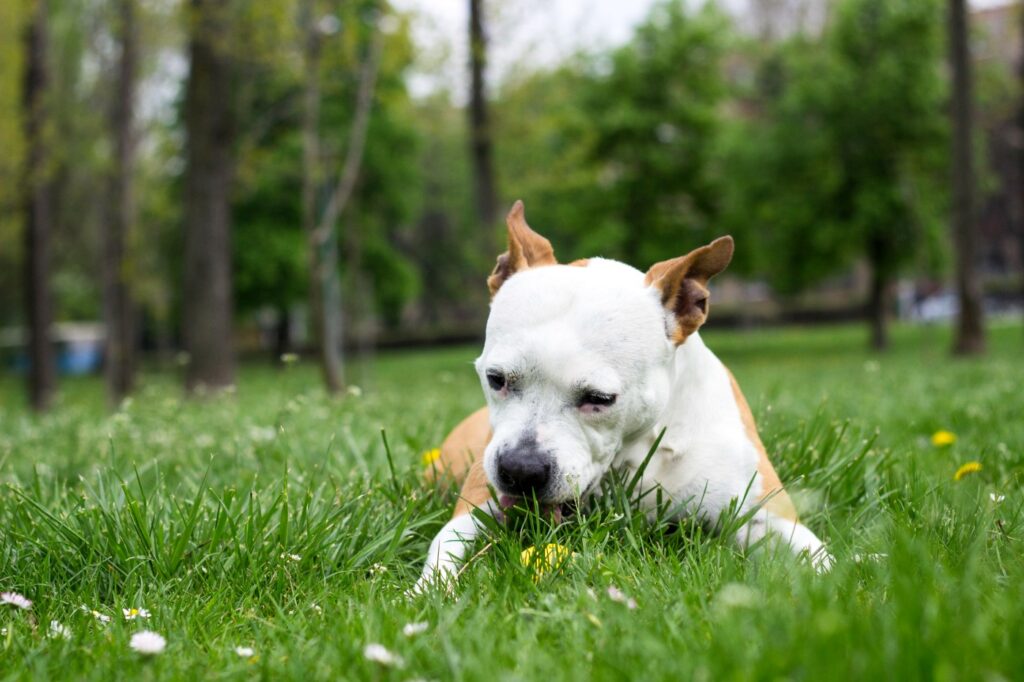 dog eats grass dog eats grass