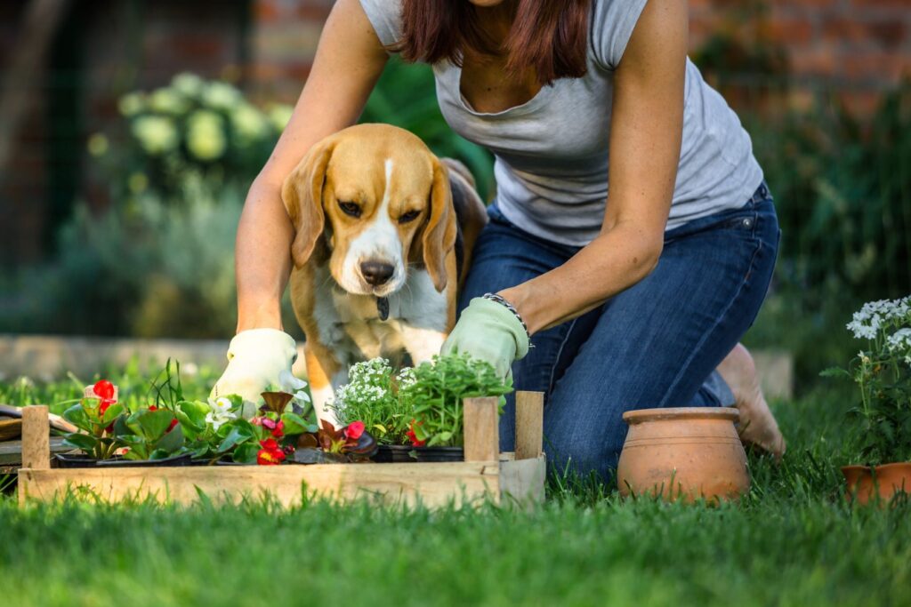 dog in a garden dog in a garden