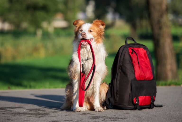 dog with a backpack and leash