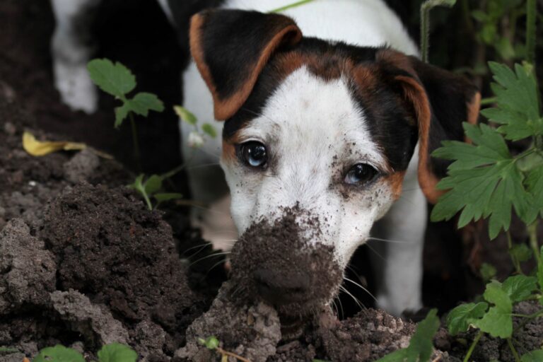 dog with nose covered in soil