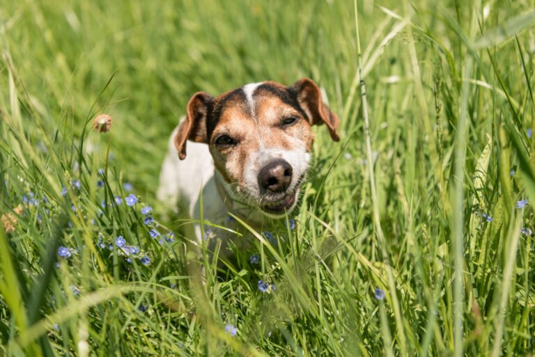 small Jack Russell Terrier dog eating grass in a meadow