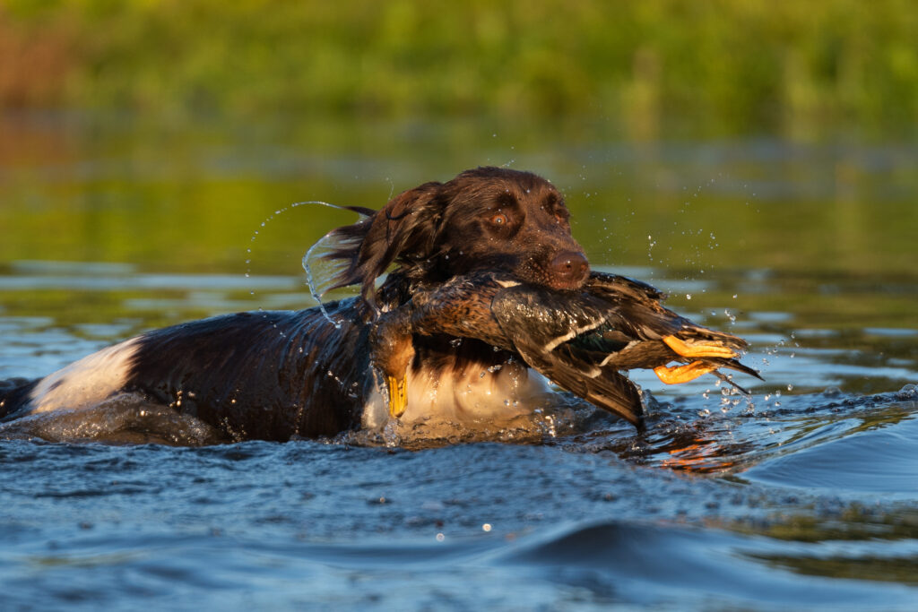 small Münsterländer in the water small Münsterländer in the water