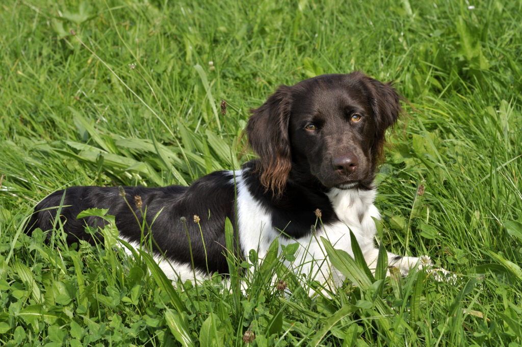 small Münsterländer in the grass