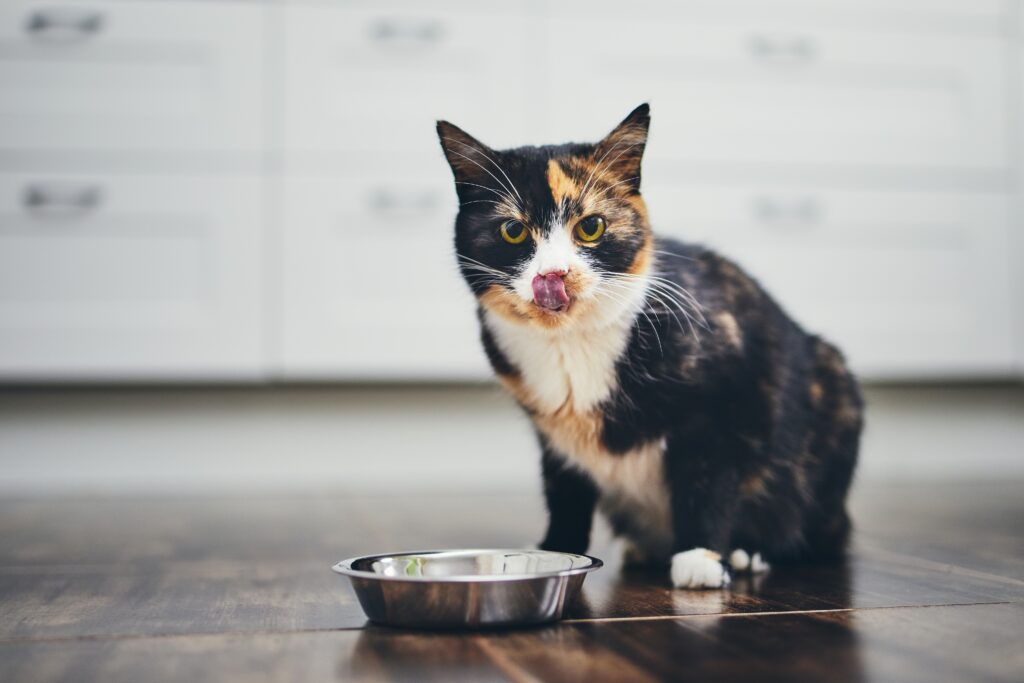 cat sitting next to a bowl of food