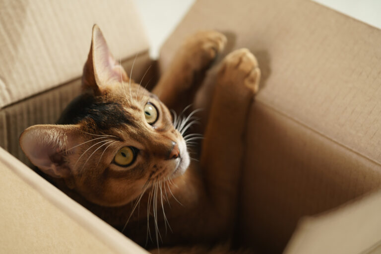 cat in a cartboard box