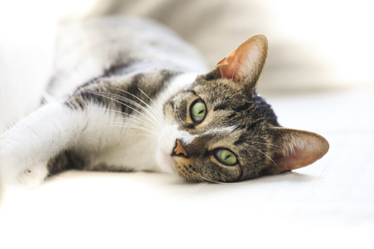 short hair cat resting on a sofa