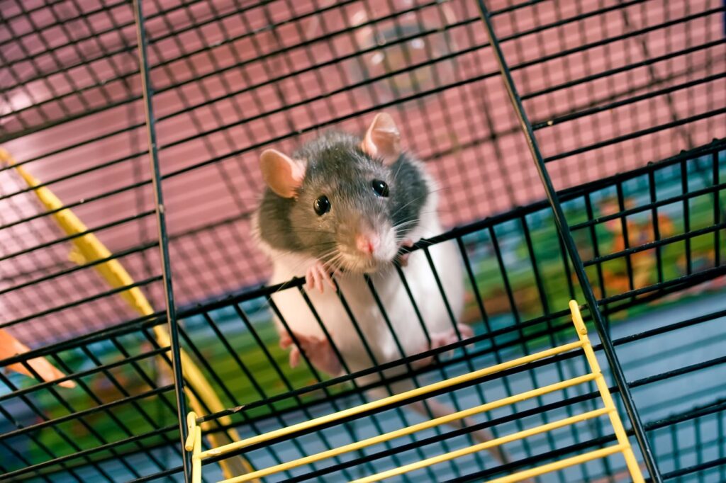 rat in a cage