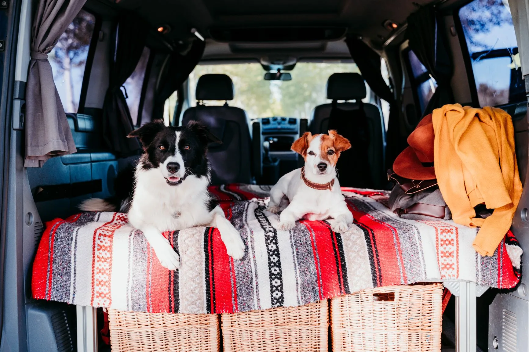 Two dogs lying on a blanket in the back of a camper van during a camping trip.