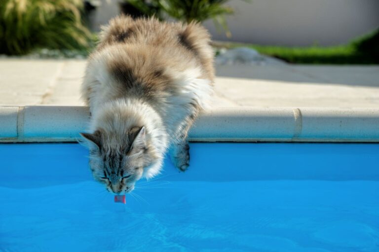 cat drinking water from a pool