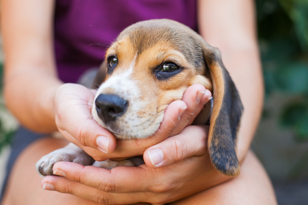 tricolor purebred beagle puppy