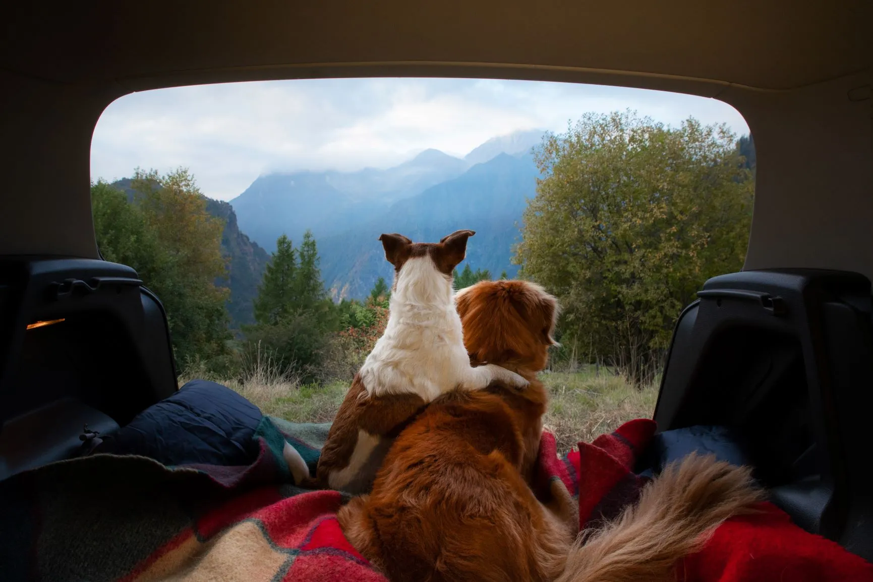 Two dogs sitting on a blanket in the back of a vehicle, looking out at a mountain landscape.