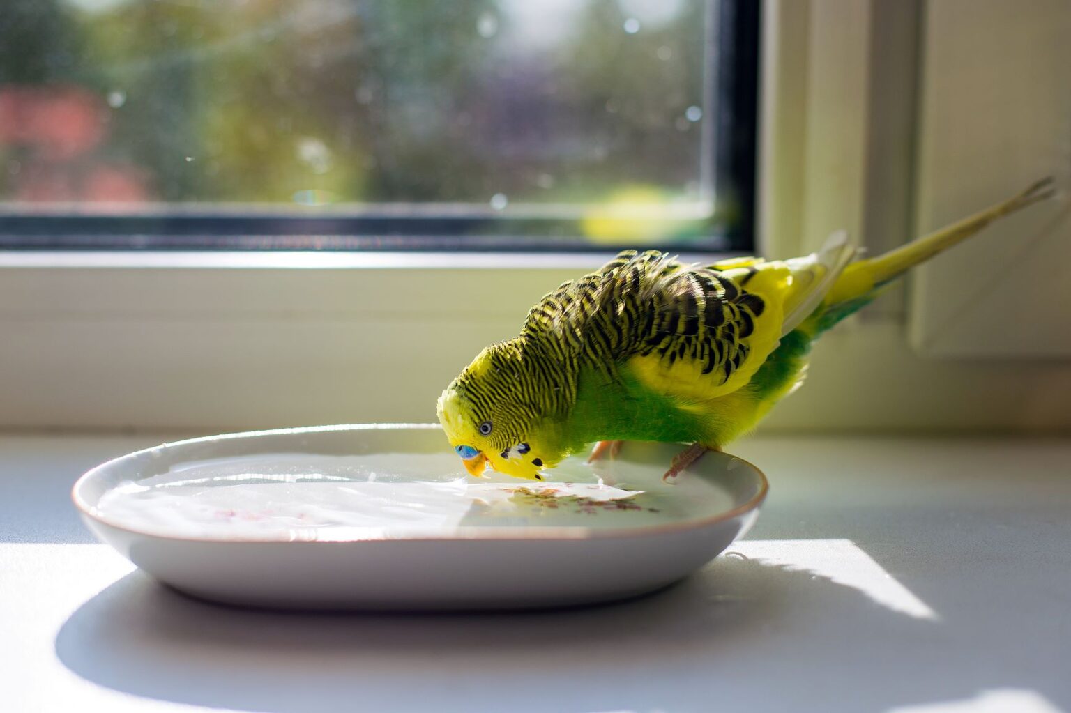 How To Get Budgies Through The Summer zooplus Magazine