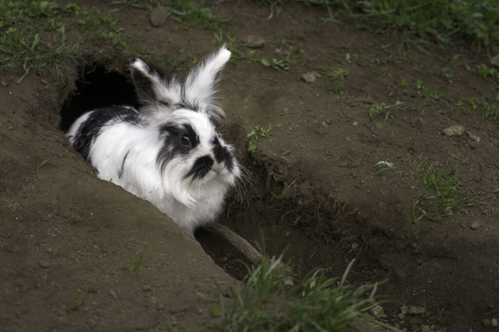 black and white rabbit sitting in a hole