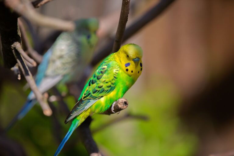 budgies sitting on a branch