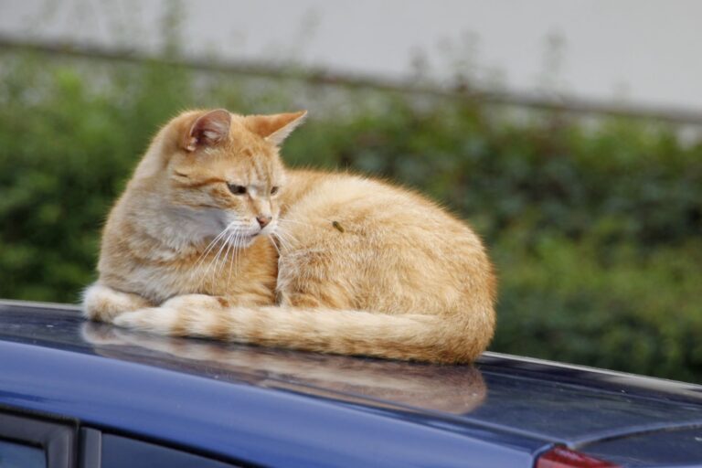 cat sitting on a car