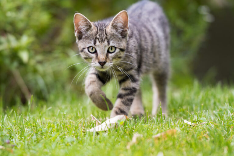 cat walking on the grass