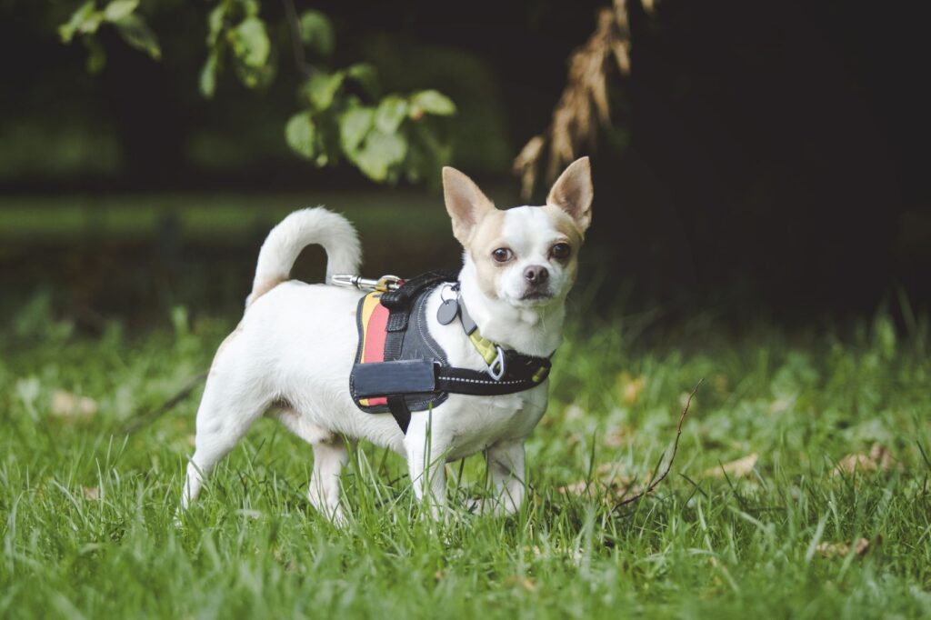 chihuahua on the grass