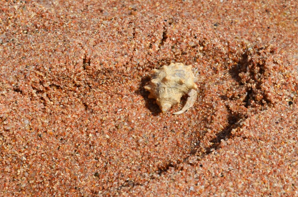 hermit crab shell on the sand