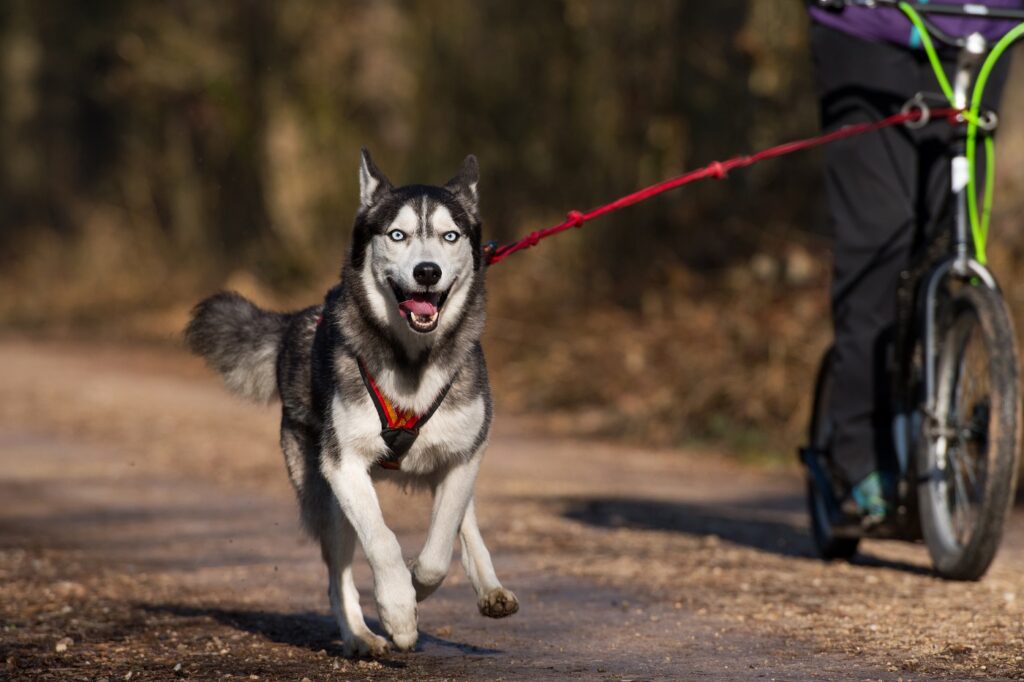 husky pulling a bike