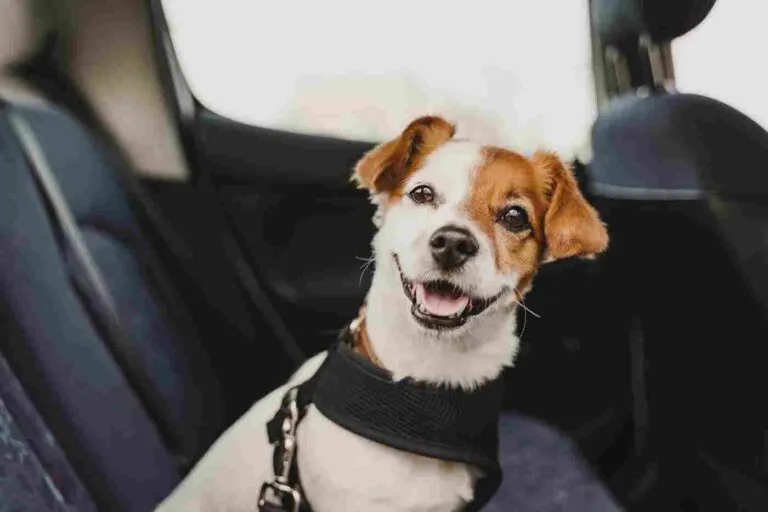 jack russel dog in a car wearing a safety harness and a seat belt jack russel dog in a car wearing a safety harness and a seat belt