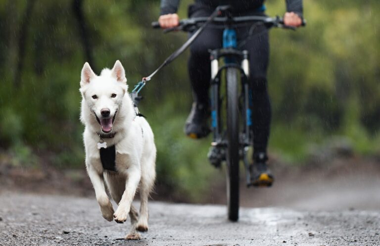 white dog pulling a bike