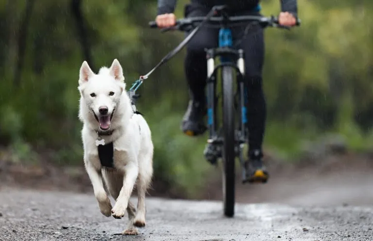 white dog pulling a bike