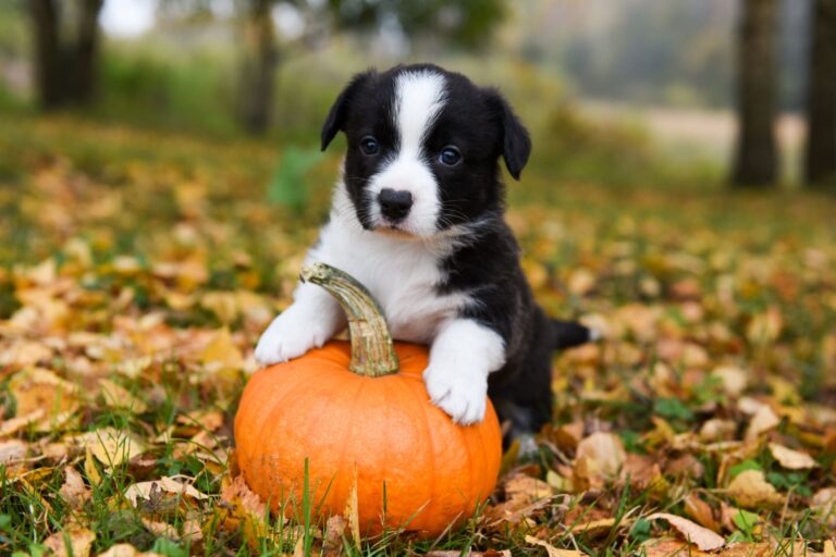 Cute dog on a pumpkin outside in the autumn season.
