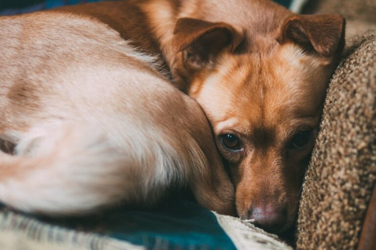 home cute brown dog is lying on the sofa curled up. expressive eyes. waiting for the hostess and sad