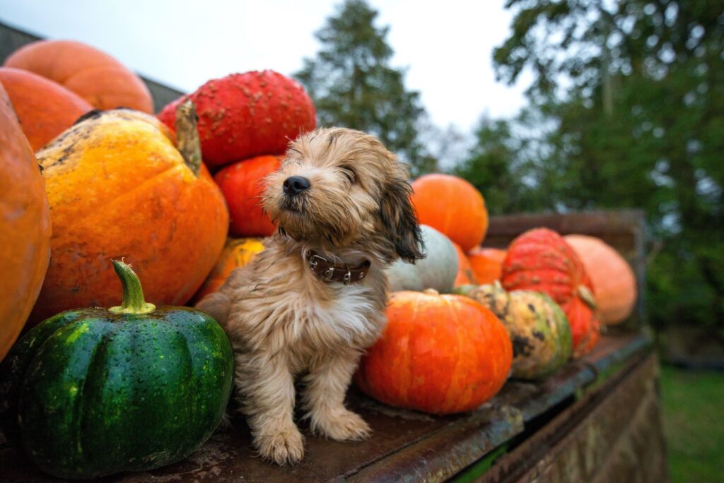Cute tiny dog outside around pumpkins in the autumn season