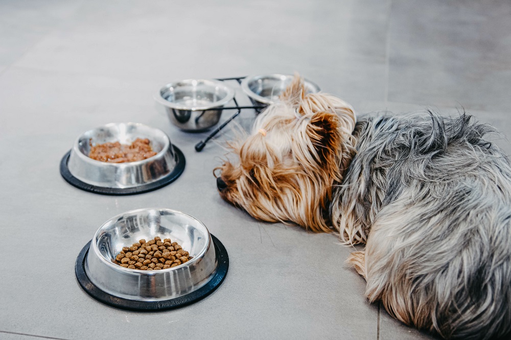 Yorkshire Terrier dog is sick and refuses to eat. No appetite, is depressed.