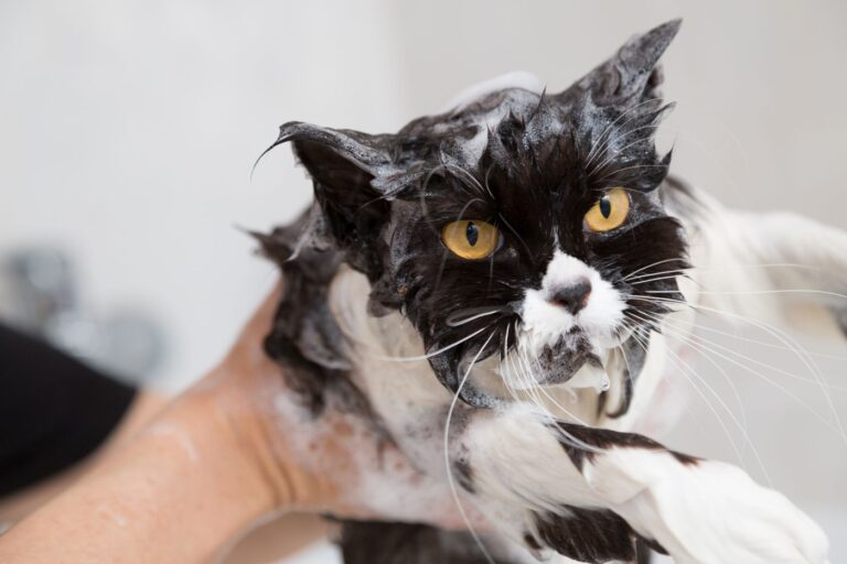 Cat being washed.