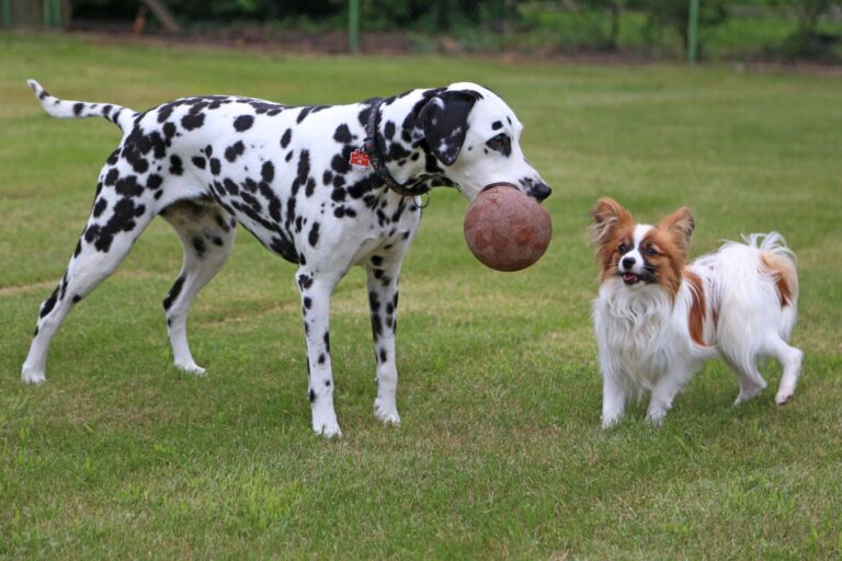 two dogs playing outside with a ball